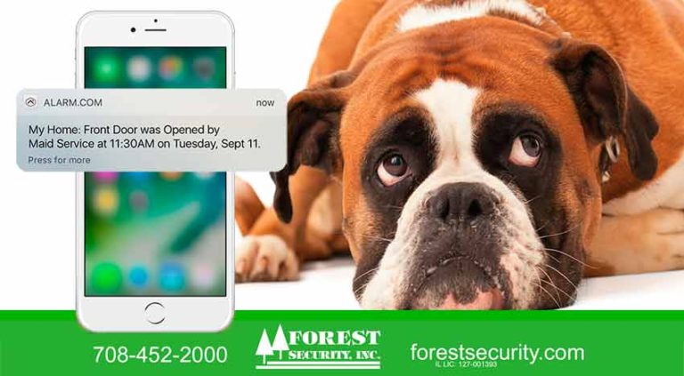 Do I really need a security system? I have a dog…
